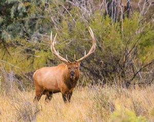 b-elk-8