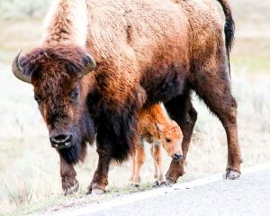 mom-and-calf-2